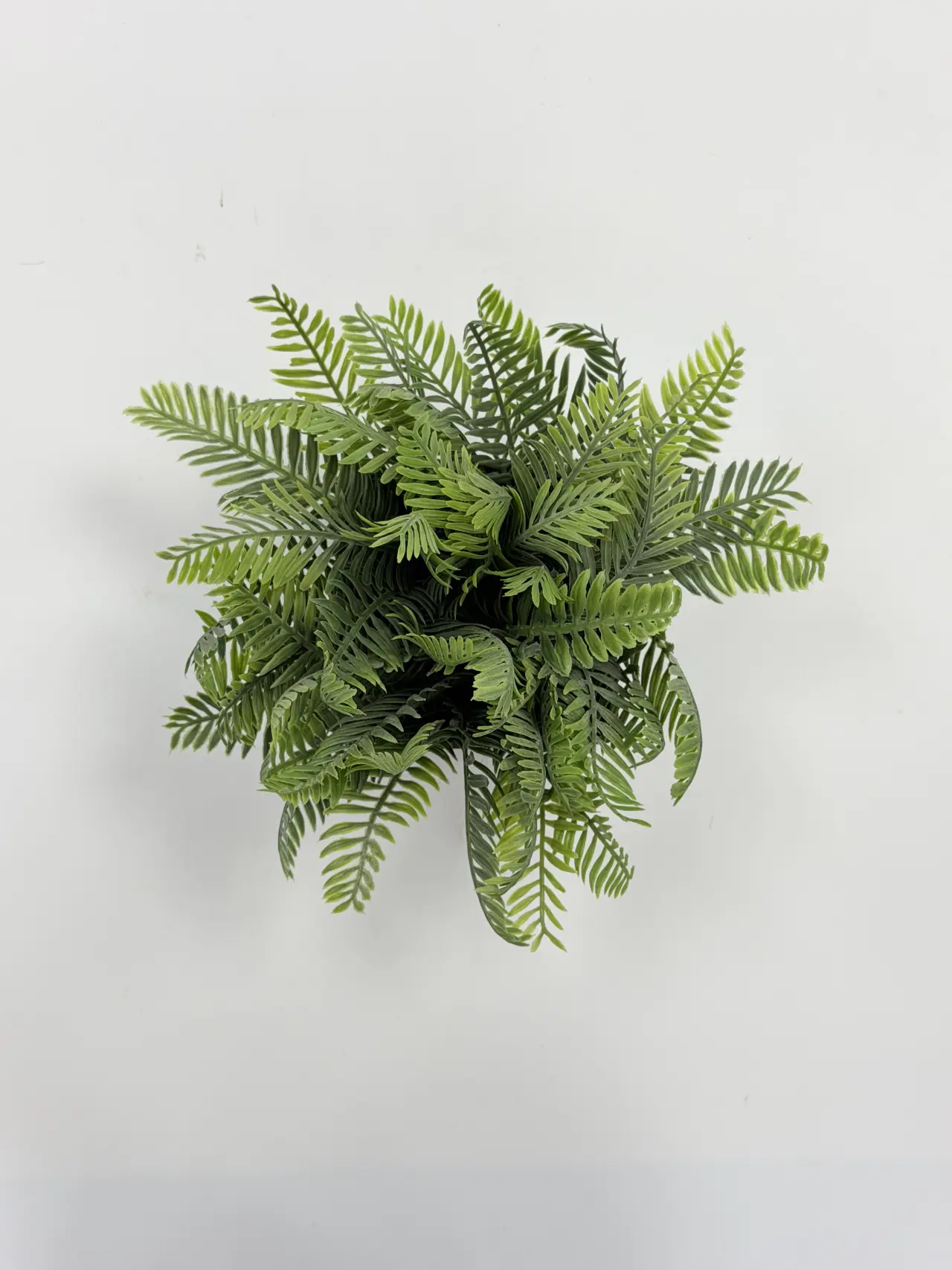 绿植, Standard-Topf, Product code HBAPY20265-W1, 常规盆栽HBAPY20265-W1, image 1